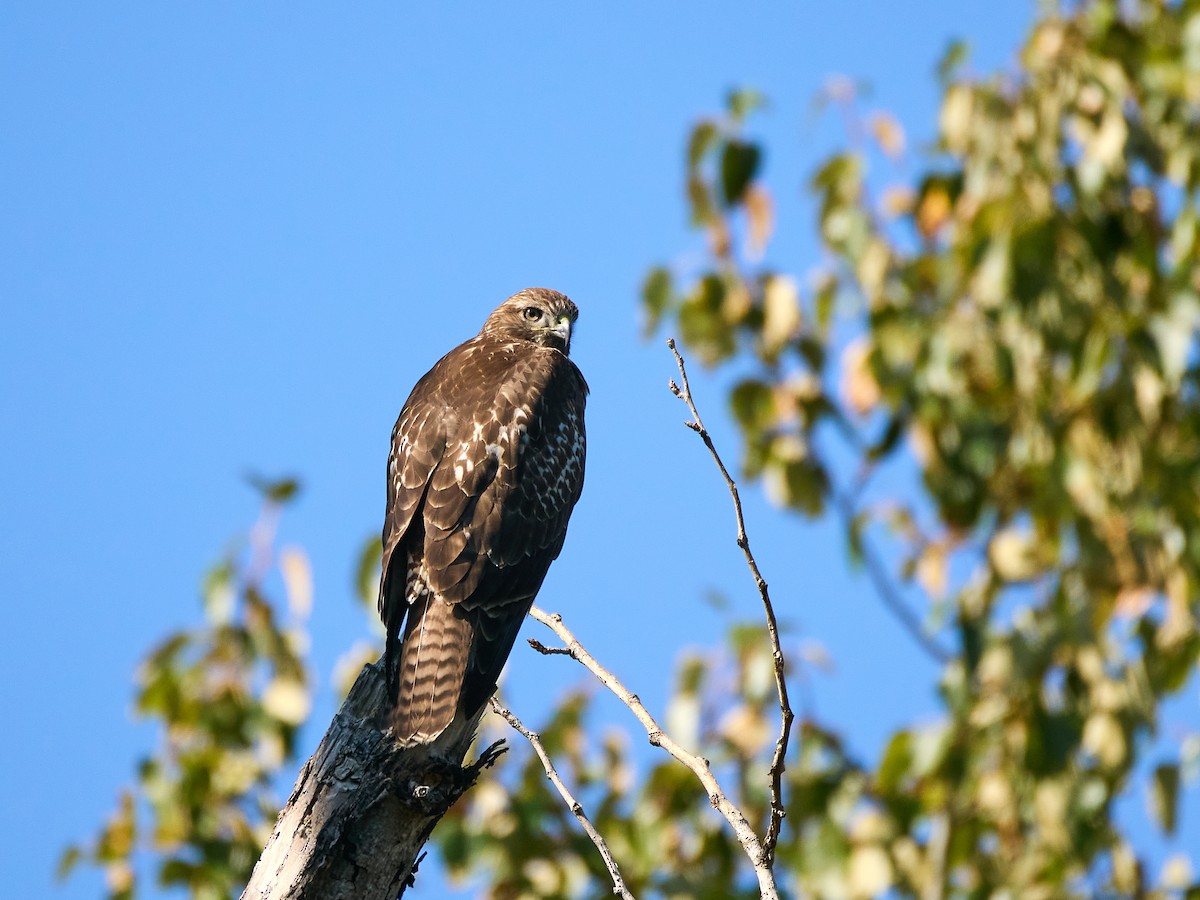 Red-tailed Hawk (calurus/alascensis) - ML643141625