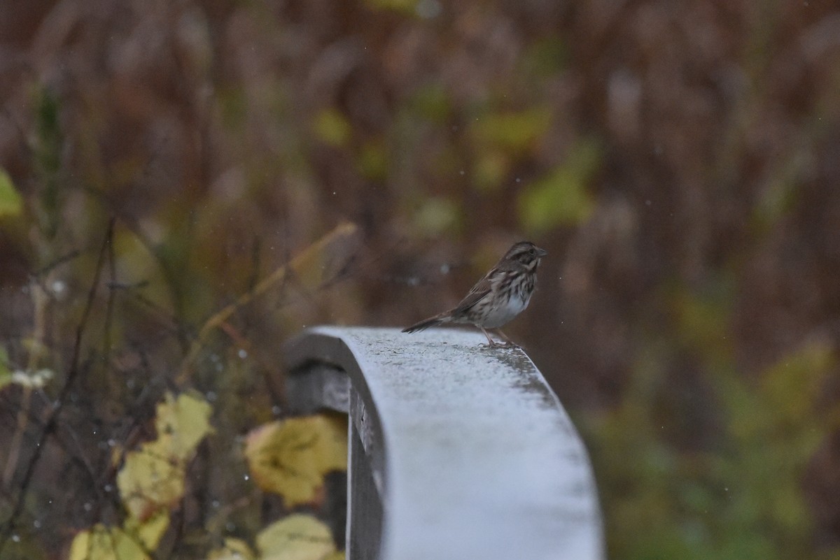 Song Sparrow - ML643141643