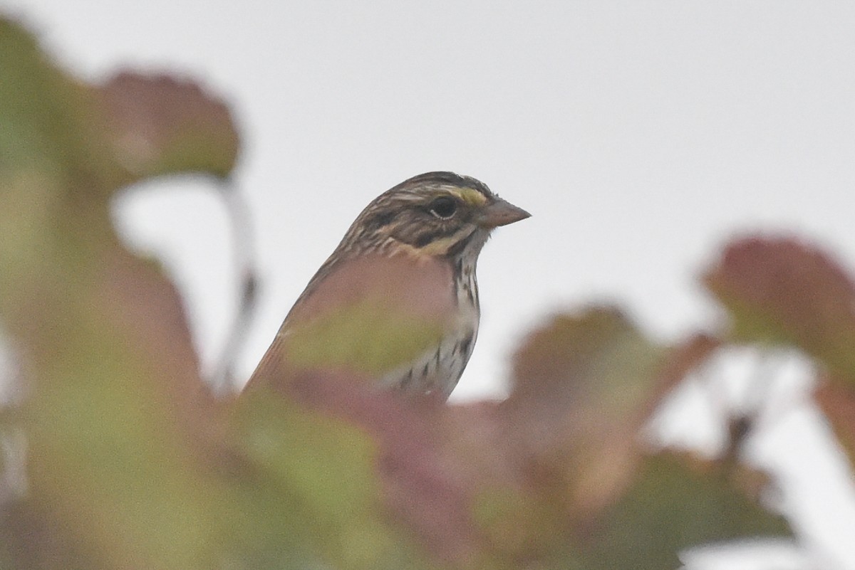 Savannah Sparrow - ML643141646