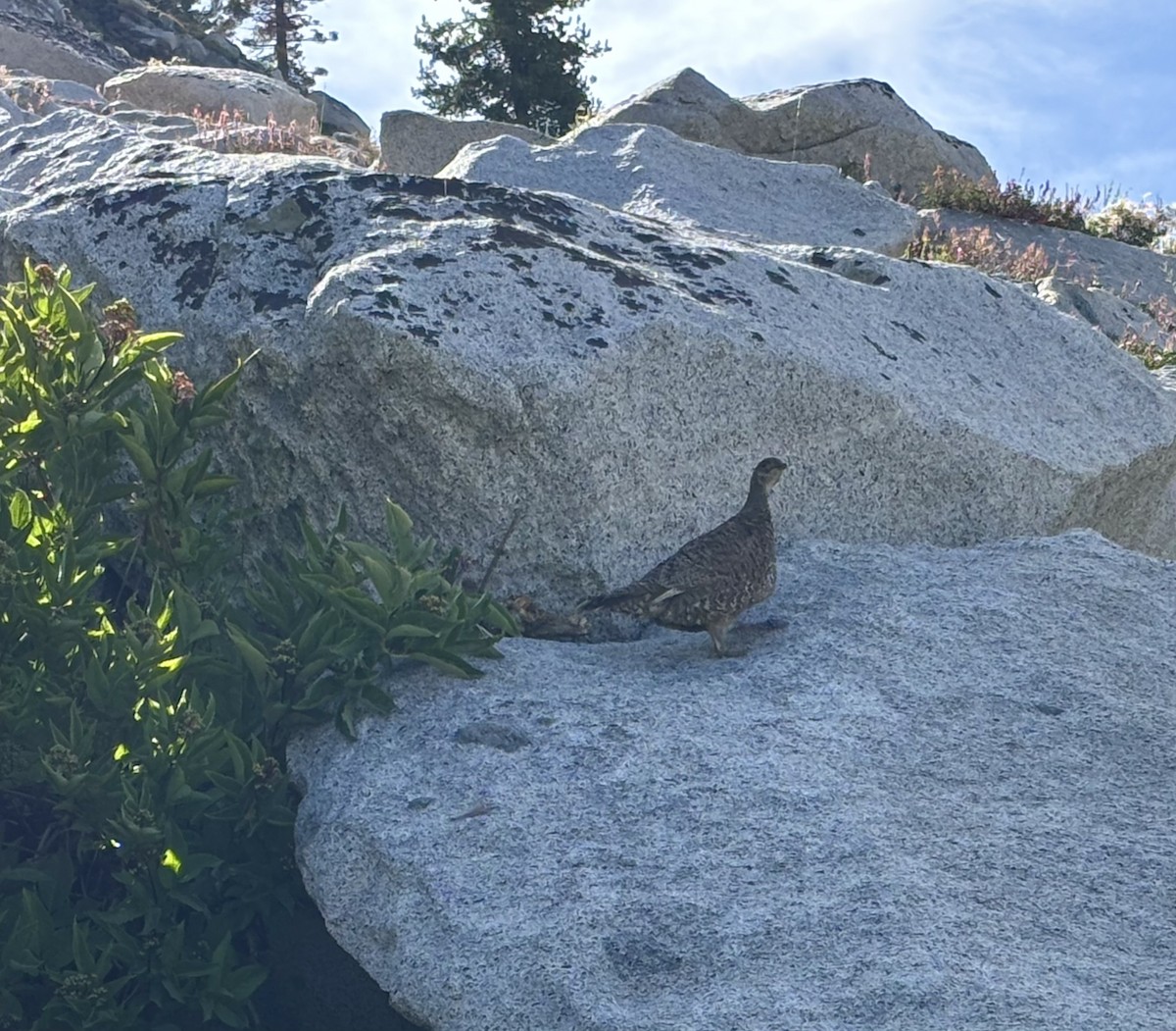 Sooty Grouse - ML643141651