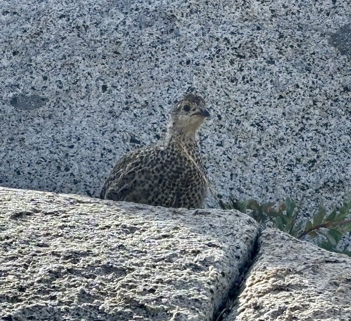 Sooty Grouse - ML643141652