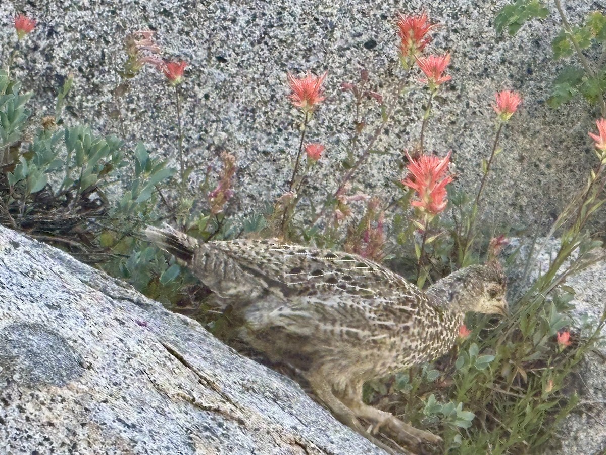 Sooty Grouse - ML643141653