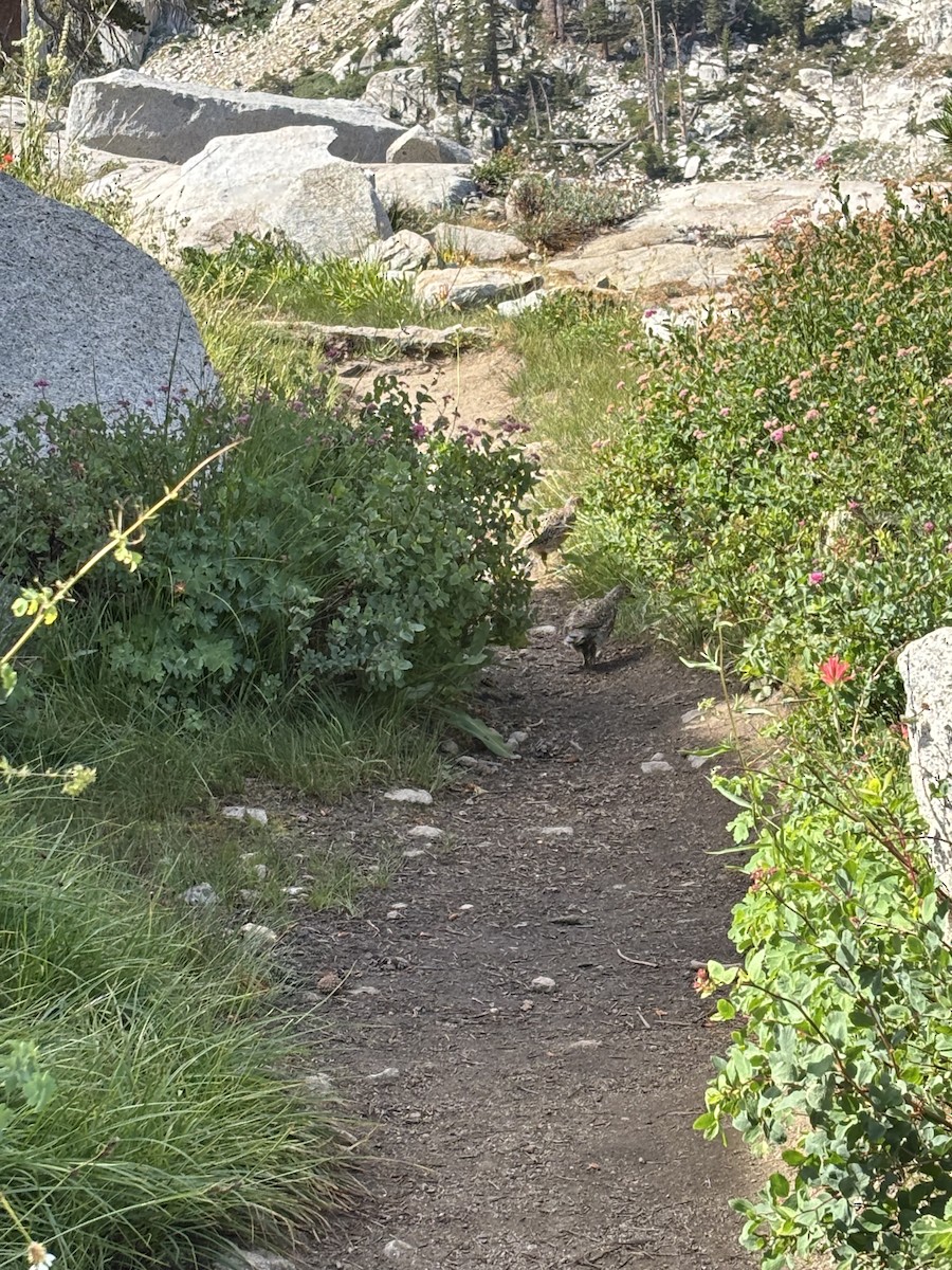 Sooty Grouse - ML643141654
