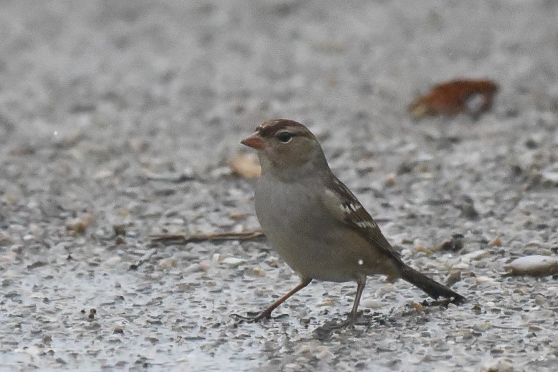 White-crowned Sparrow - ML643141667