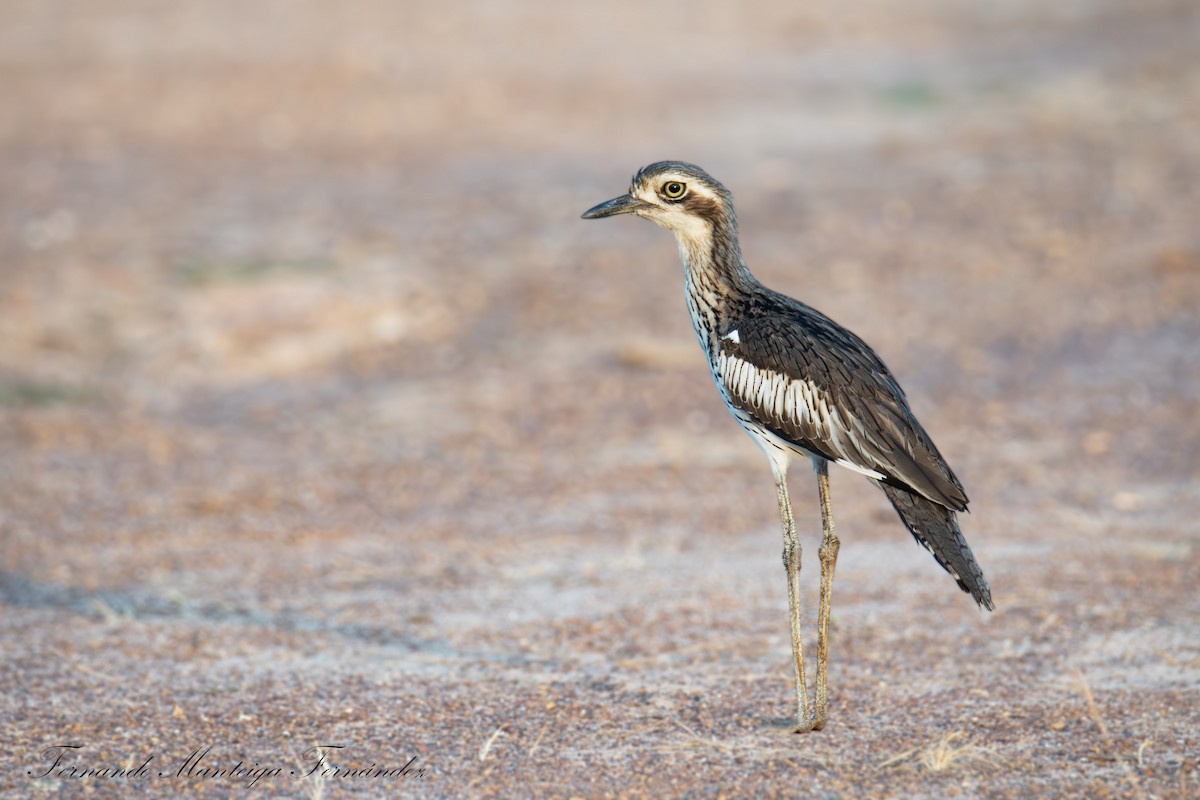 Bush Thick-knee - ML643141694