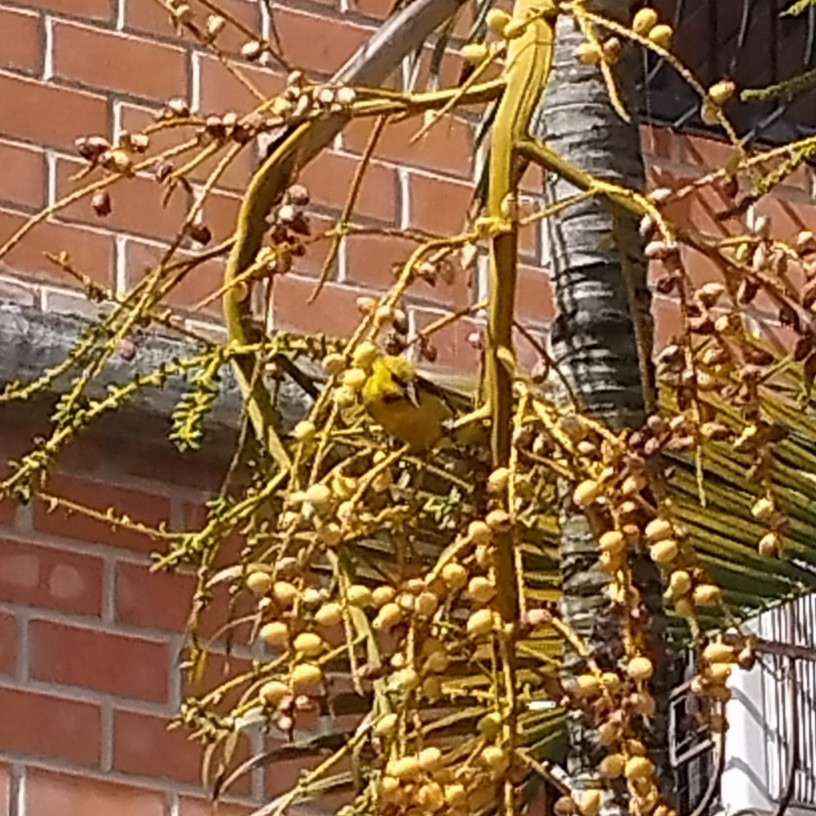 Yellow Oriole - ML643141703