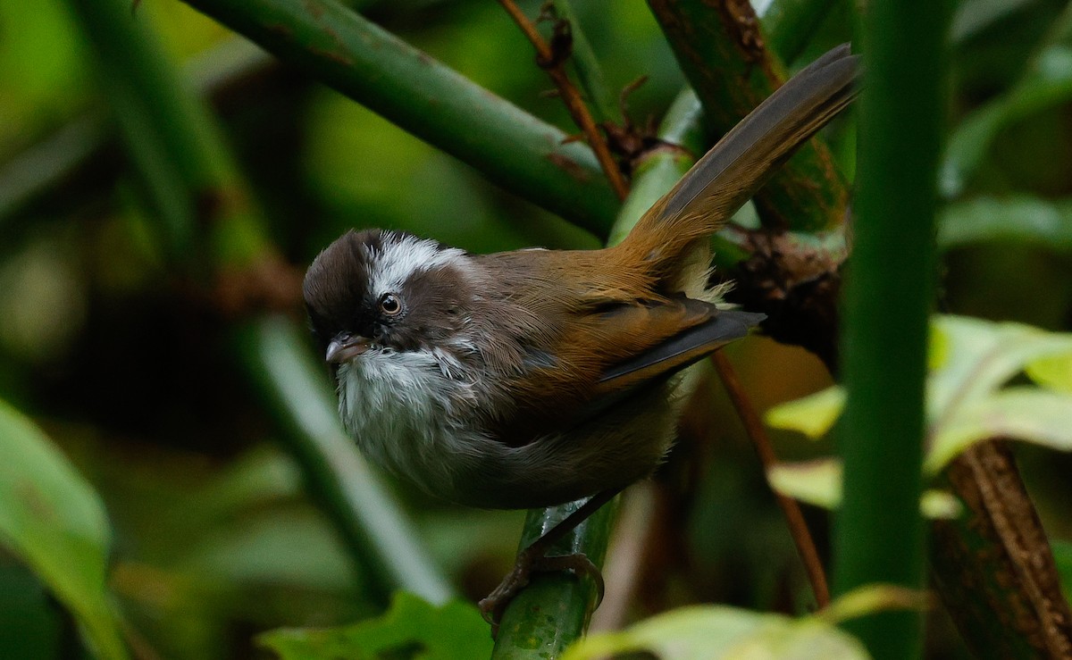 White-browed Fulvetta - ML643141725