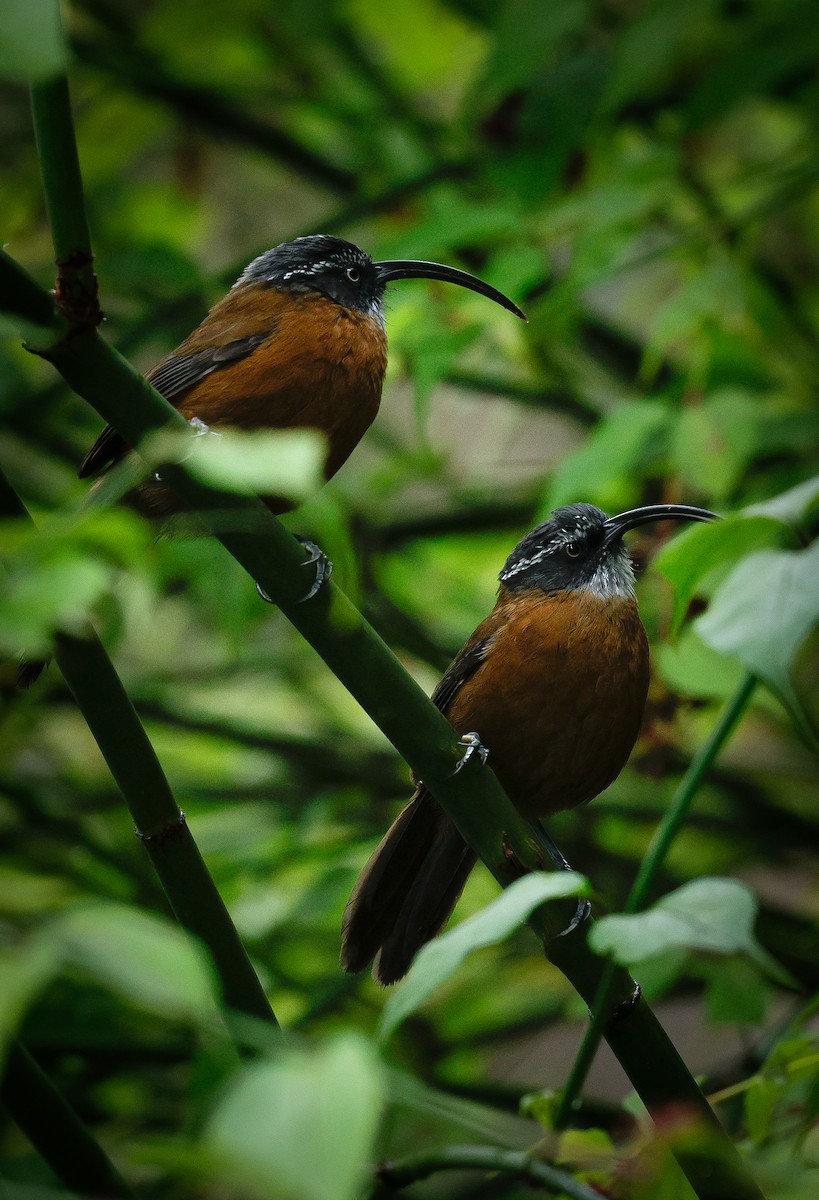 Slender-billed Scimitar-Babbler - ML643141740