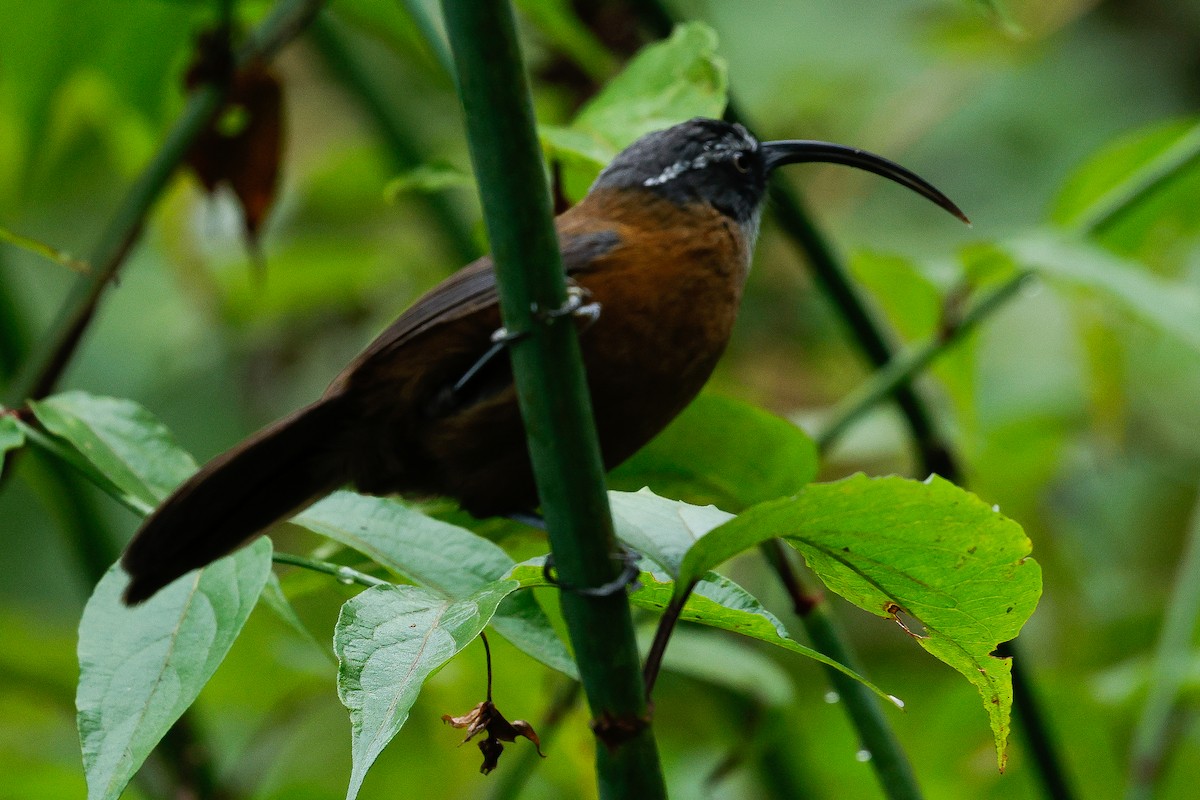 Slender-billed Scimitar-Babbler - ML643141743