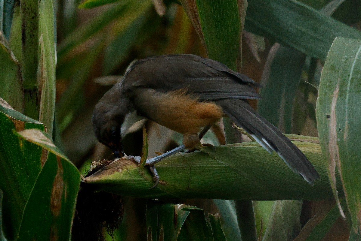White-throated Laughingthrush - ML643141766