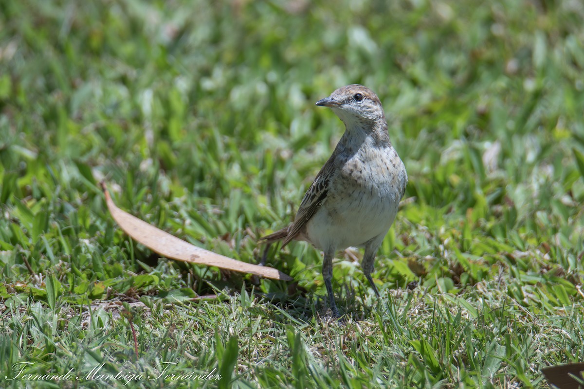 White-winged Triller - ML643141769