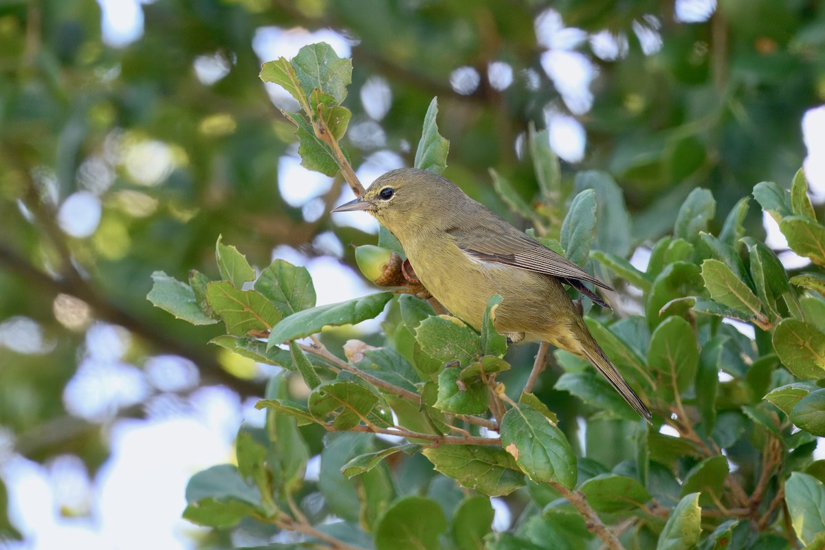 Orange-crowned Warbler (sordida) - ML643141771