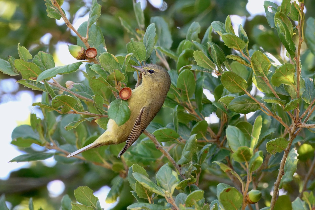 Orange-crowned Warbler (sordida) - ML643141775