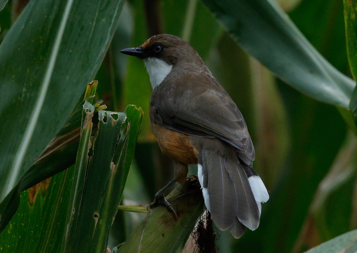 White-throated Laughingthrush - ML643141776