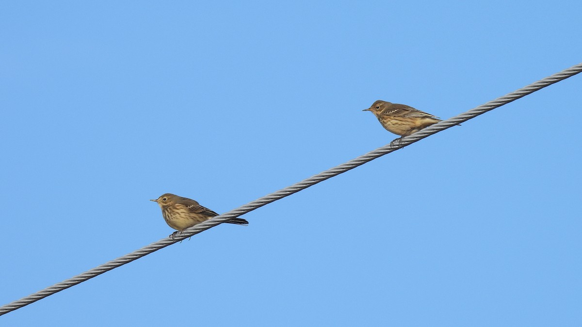 פפיון אמריקני - ML643141801