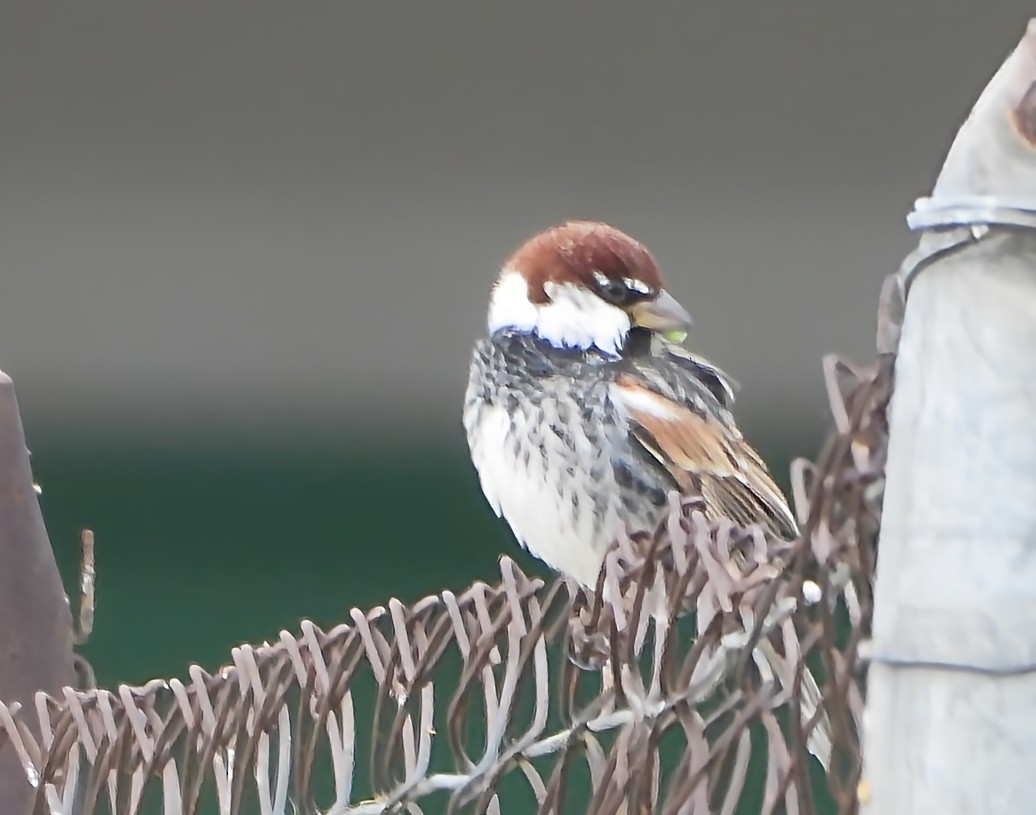 Spanish Sparrow - ML643141802