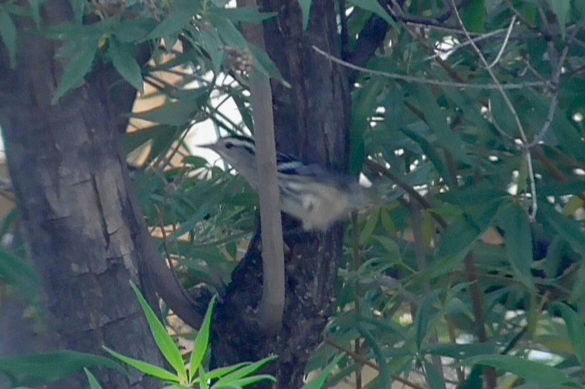 Black-and-white Warbler - ML643141809