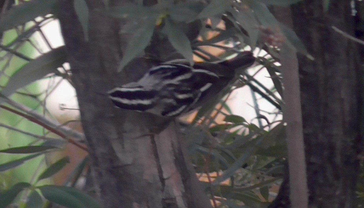 Black-and-white Warbler - ML643141810