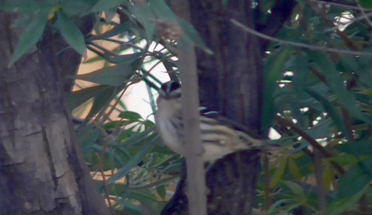 Black-and-white Warbler - ML643141811