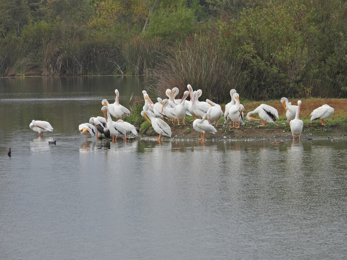 American White Pelican - ML643141813