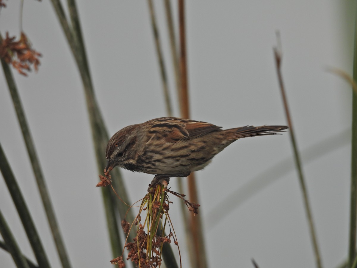 Song Sparrow - ML643141823