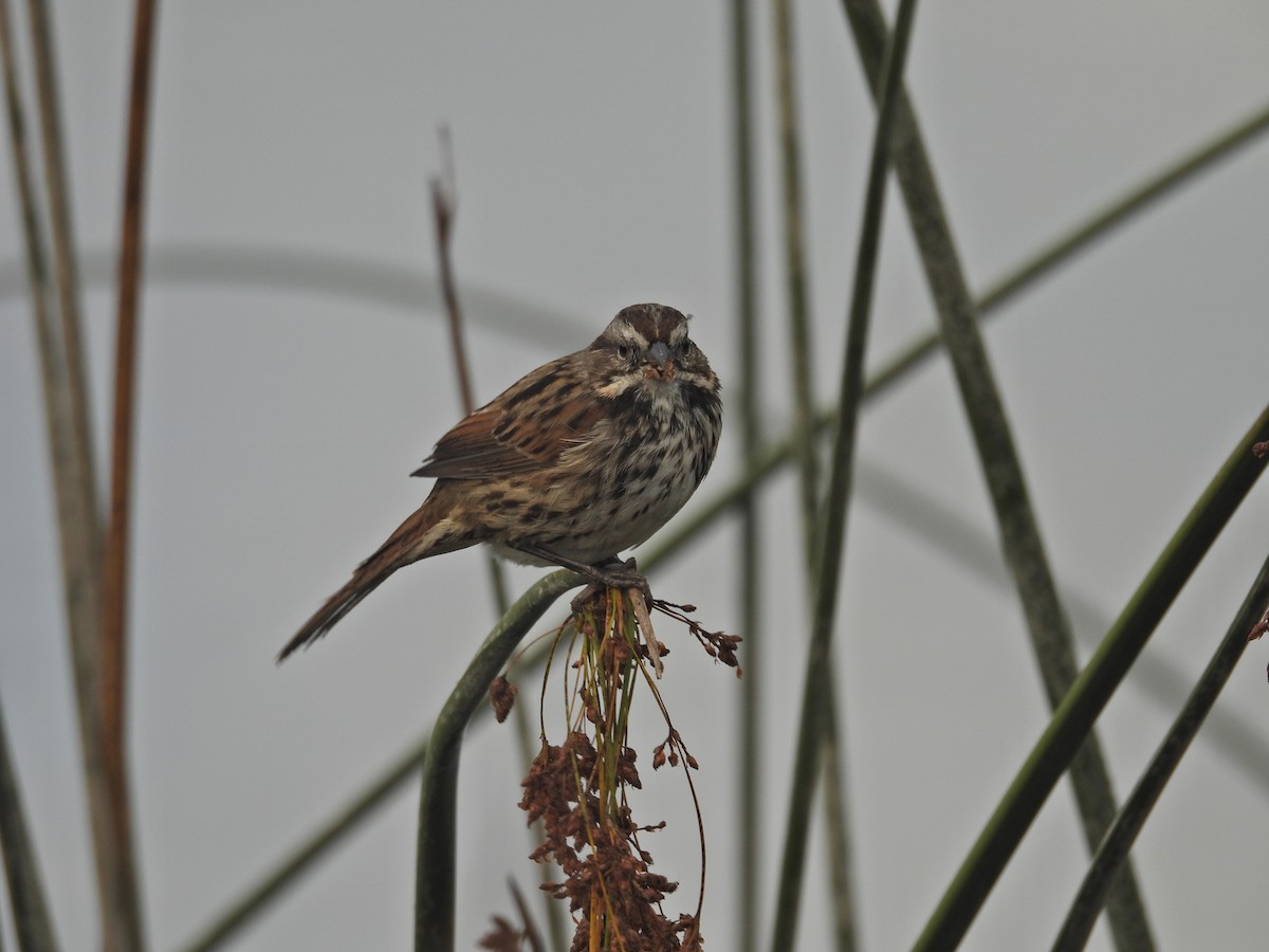 Song Sparrow - ML643141824