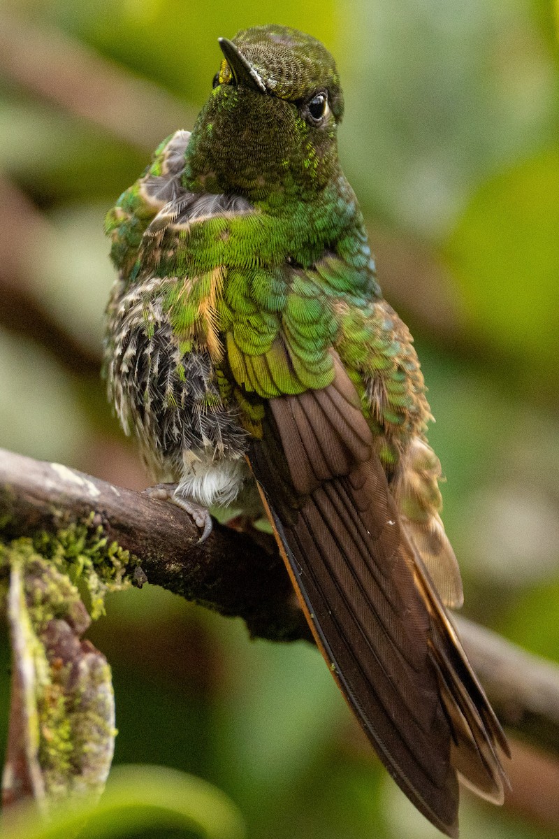 Buff-tailed Coronet - ML643141839
