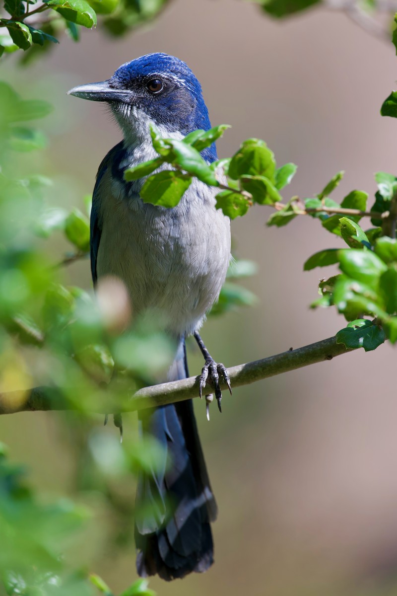 Island Scrub-Jay - ML643141843