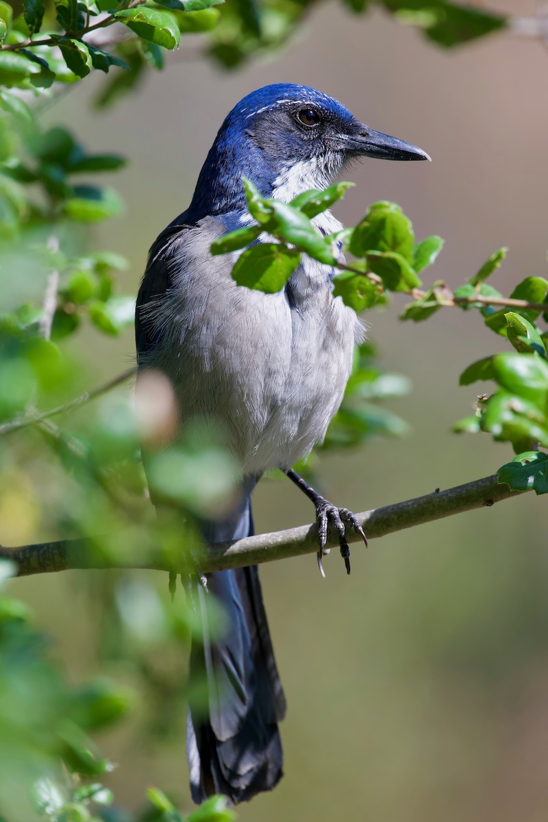 Island Scrub-Jay - ML643141844