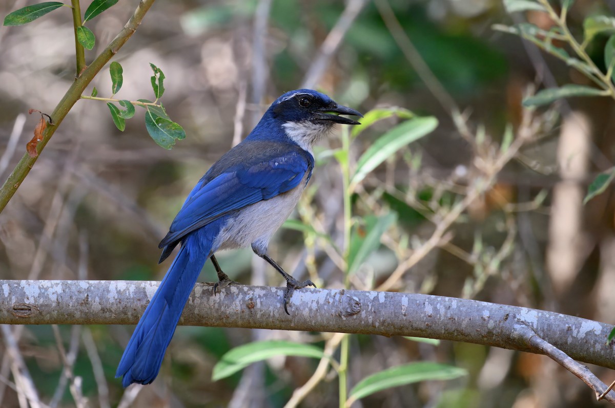 Island Scrub-Jay - ML643141846