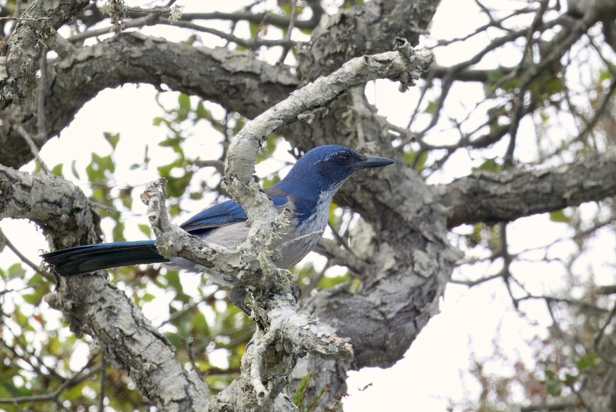 Island Scrub-Jay - ML643141847