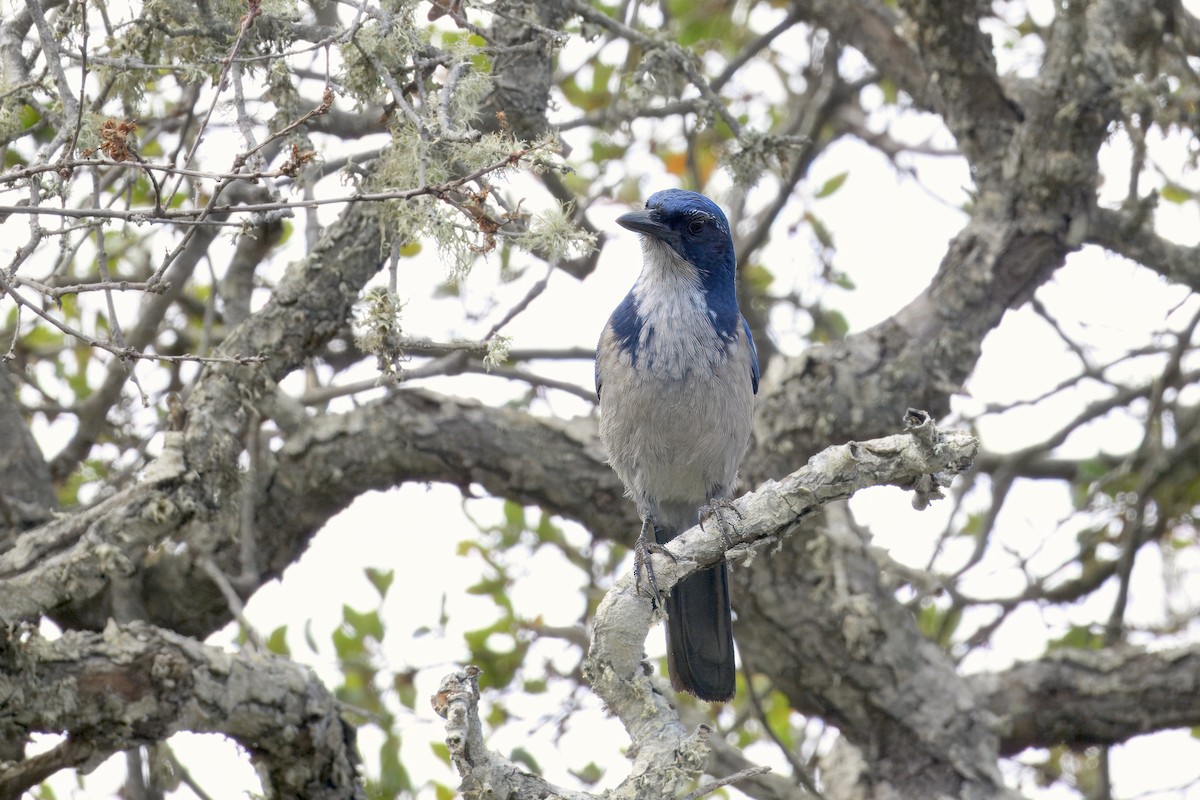 Island Scrub-Jay - ML643141849