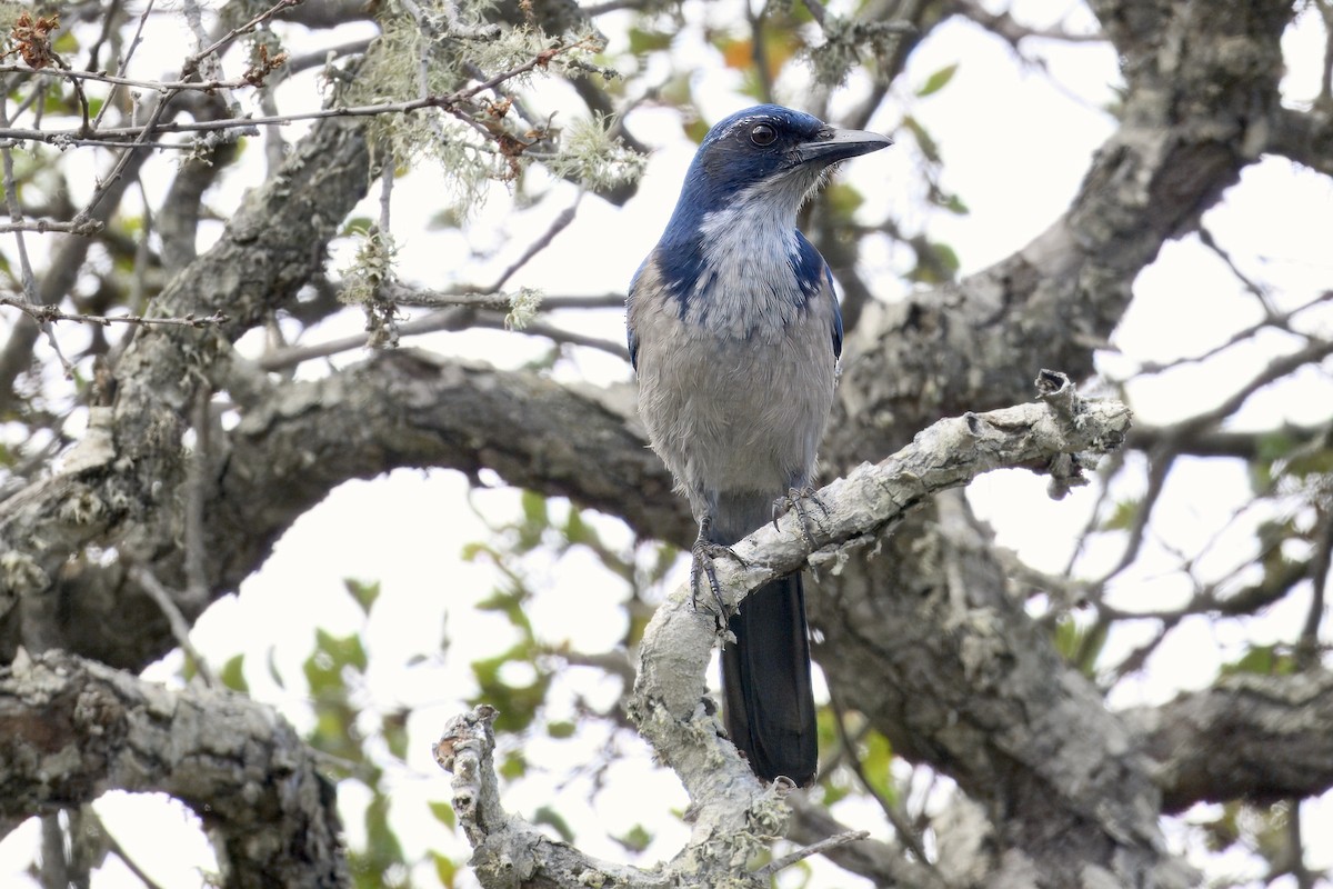 Island Scrub-Jay - ML643141850
