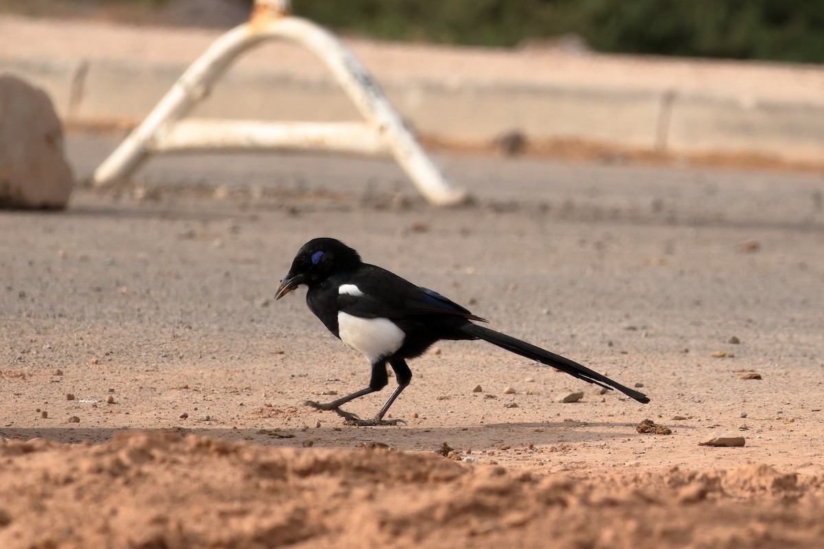 Maghreb Magpie - ML643141857