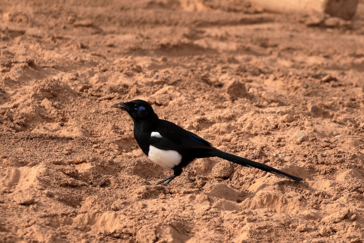 Maghreb Magpie - ML643141858