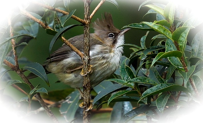 skjeggyuhina - ML643141868