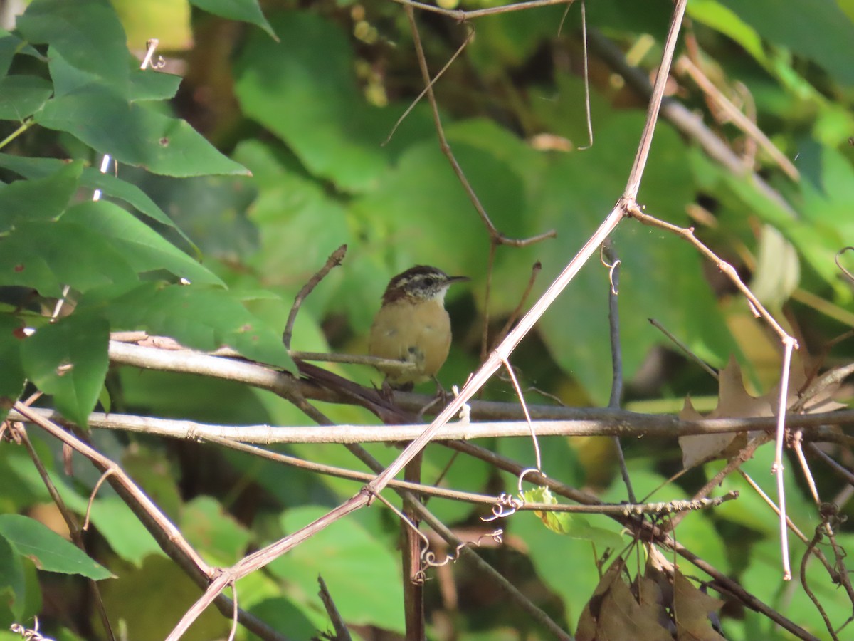 Carolina Wren - ML643141869