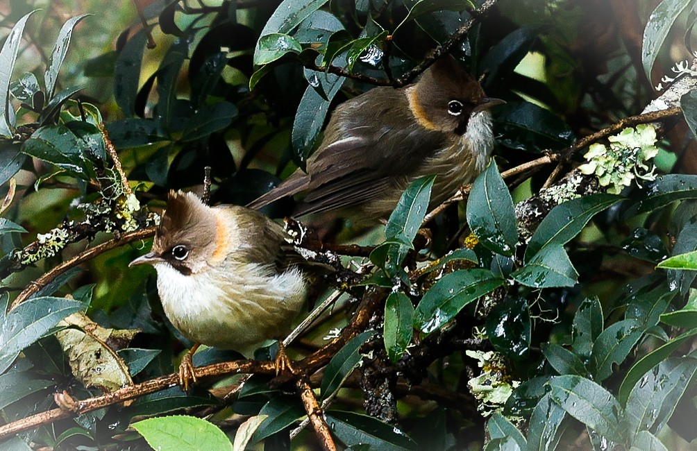 skjeggyuhina - ML643141879