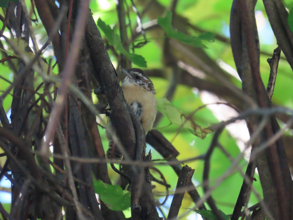 Carolina Wren - ML643141881