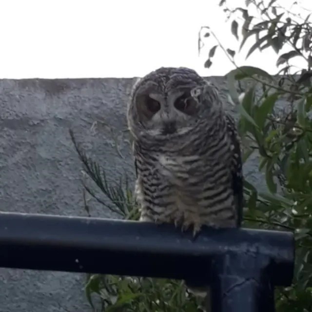 Rufous-legged Owl - ML643141882