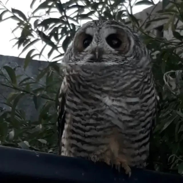 Rufous-legged Owl - ML643141889
