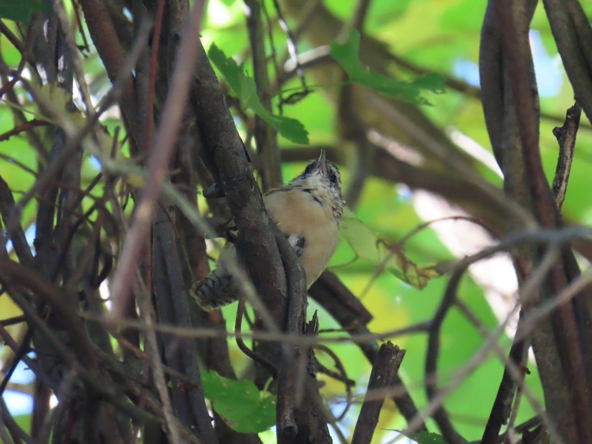 Carolina Wren - ML643141890