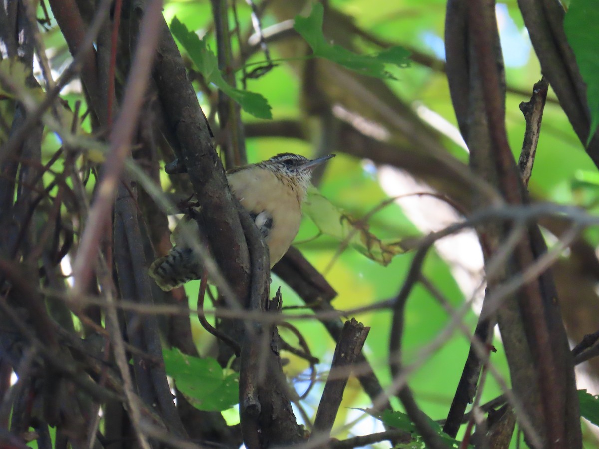 Carolina Wren - ML643141892