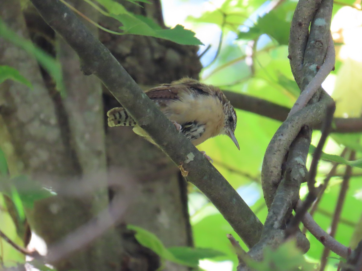 Carolina Wren - ML643141895