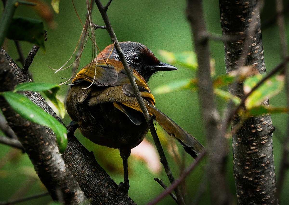 Chestnut-crowned Laughingthrush - ML643141896