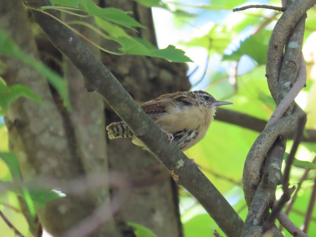 Carolina Wren - ML643141904