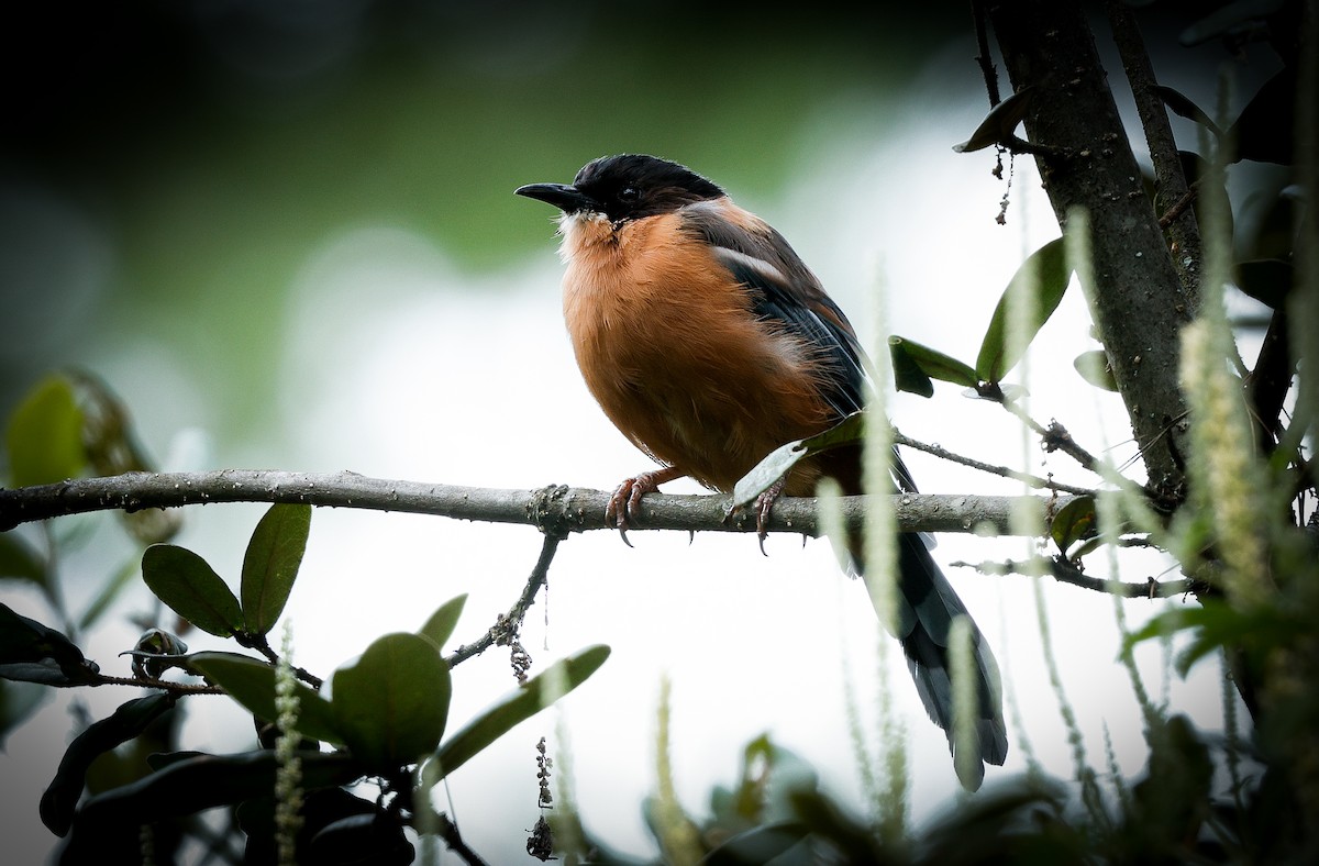 Рыжая сибия - ML643141914