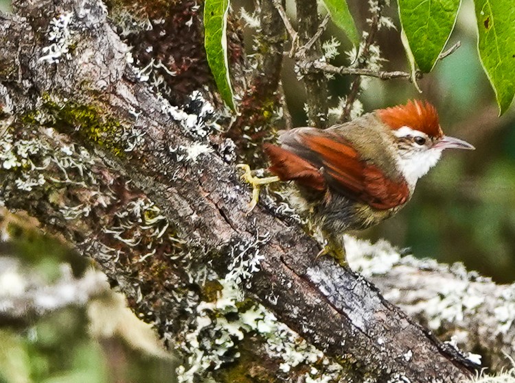 Line-cheeked Spinetail (Baron's) - ML643141917