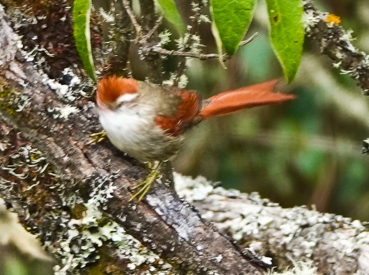 Line-cheeked Spinetail (Baron's) - ML643141918
