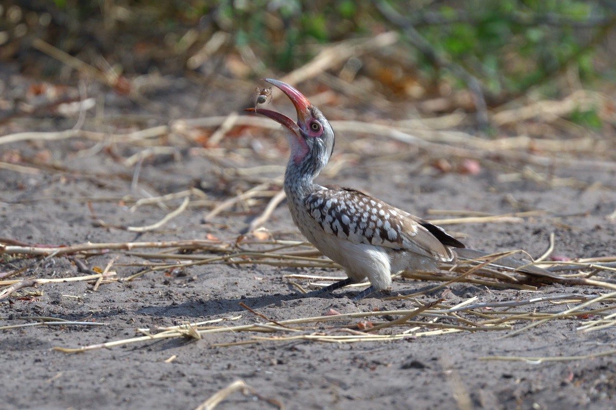Southern Red-billed Hornbill - ML643141921